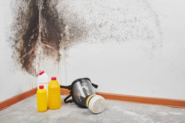 Best Mold Removal and Inspection  in Avondale, PA