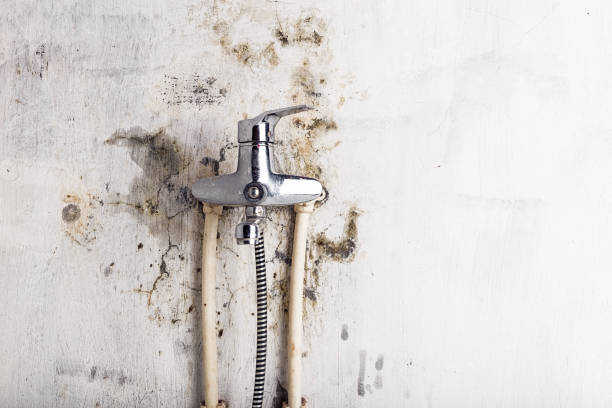 Best Local Mold Removal Service  in Avondale, PA