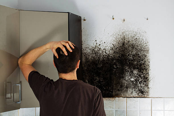 Best Attic Mold Removal  in Avondale, PA